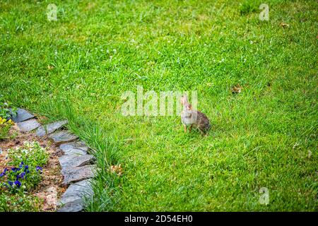One wild eastern cottontail rabbit bunny in Virginia outside in backyard with fluffy fur coat by flowers as pest on lawn Stock Photo