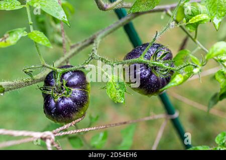 Macro closeup of two unripe shiny heirloom black tomatoes hanging growing on plant vine in garden wet with water drops
