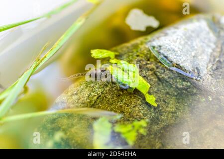 Closeup of Virginia treefrog tadpoles swimming in aquarium outside eating green lettuce leaves for food and rock Stock Photo