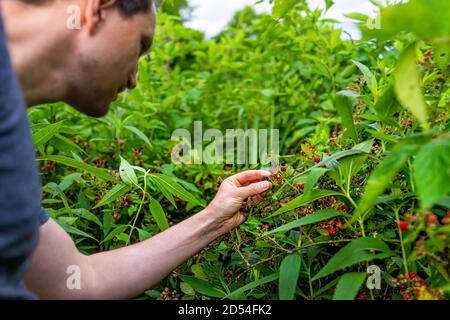 Hanging many black red ripe blackberries on plant bush garden farm with man picking fruit berries in Virginia summer Stock Photo