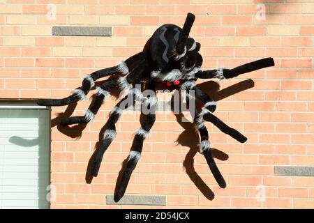 Halloween outdoor decoration of large black spider climbing up brick wall of house Stock Photo