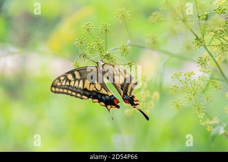 Old World Swallowtail Stock Photo