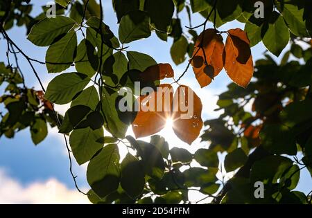 Berlin, Germany. 12th Oct, 2020. Autumnally coloured leaves can be seen on a tree at the Haus der Kulturen der Welt in Mitte. Credit: Jens Kalaene/dpa-Zentralbild/ZB/dpa/Alamy Live News Stock Photo