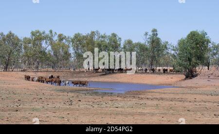 Cattle at a drinking hole in the Channel Country, near Bedourie, Queensland, QLD, Australia Stock Photo