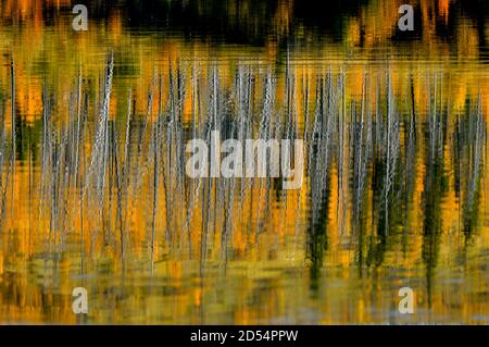 A natural reflection of an abstract image of the trees along the shore of Talbot lake in Jasper National Park in Alberta Canada. Stock Photo