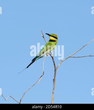 Rainbow Bee-eater (Merops ornatus), perched on a branch, Queensland, QLD, Australia Stock Photo