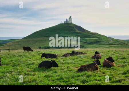 Cows in Wakkanai, Hokkaido Prefecture, Japan Stock Photo