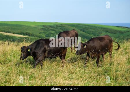 Cows in Wakkanai, Hokkaido Prefecture, Japan Stock Photo