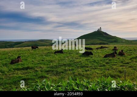 Cows in Wakkanai, Hokkaido Prefecture, Japan Stock Photo