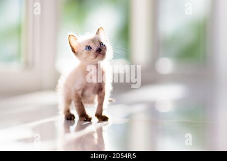 Baby cat. Siamese kitten playing on couch with knitted blanket. Domestic animal. Home pet. Young cats. Cute funny cats play at home. Stock Photo