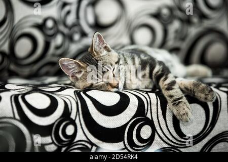Small striped kitten lying, chilling and sleeping on a black and white sofa. Stylish. Adorable Stock Photo