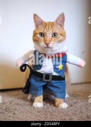 Mika the Orange Tabby dressed up as Cowboy Stock Photo