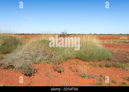 Spinifex grass (Triodia sp.) in the arid Australian Outback, the Red Centre, near Boulia, Queensland, QLD, Australia Stock Photo