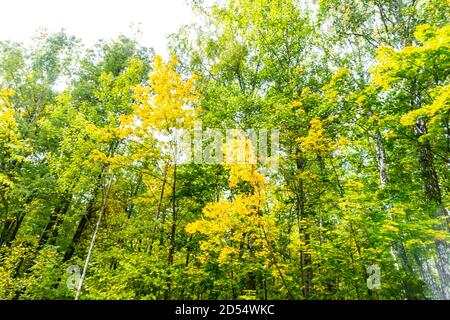 beautiful autumn forest in September, can be used for backgrounds, cards, wallpapers on PC and Smartphone Stock Photo