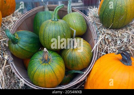 Pumpkins in a basket on a bed of straw. Stock Photo