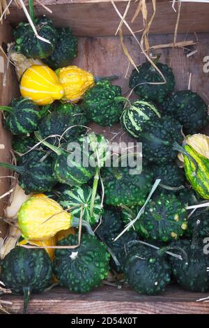 Green and yellow gourds in a wooden box. Stock Photo