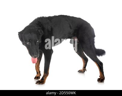 old beauceron in front of white background Stock Photo