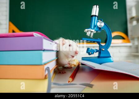 White rat sitting on microscope. Concept - testing of drugs, vaccines, laboratory animals, humanity, genetic studies. Education, science, learn and Stock Photo
