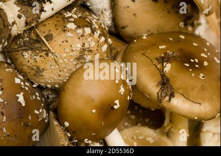 Amanita phalloides mushrooms, deathcap toxic non-edible fungus Stock Photo