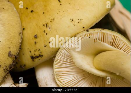 Amanita mushrooms, deathcap toxic non-edible fungus Stock Photo
