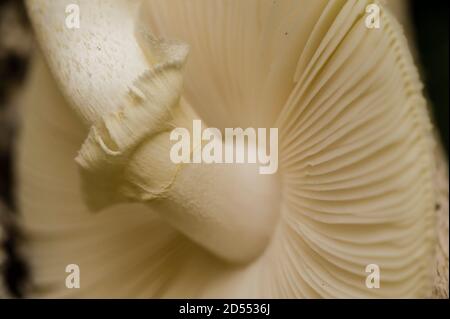 Amanita mushrooms, deathcap toxic non-edible fungus Stock Photo