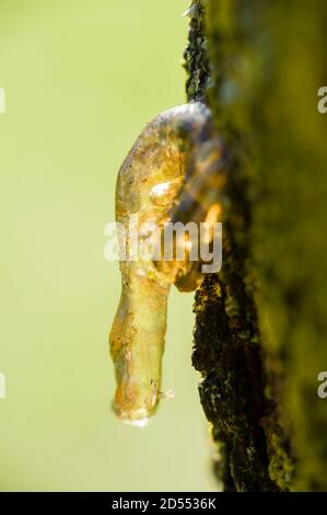 Resin coming out of a tree trunk Stock Photo