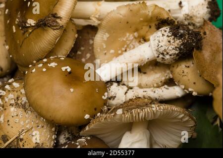 Amanita phalloides mushrooms, deathcap toxic non-edible fungus Stock Photo