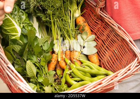 red basket with fresh picked vegetables in it Stock Photo