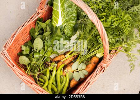 red basket with fresh picked vegetables in it Stock Photo