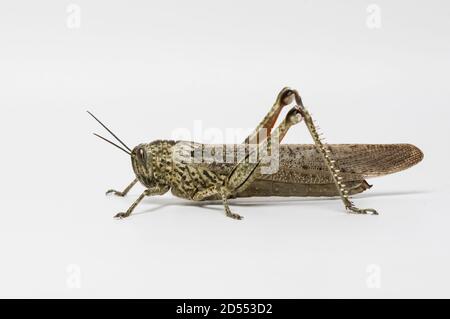 Isolated short-horned grasshopper, locust, on white background Stock Photo