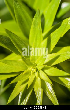 Detail of the tip of the branch of Araucaria bidwillii tree Stock Photo