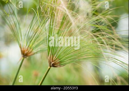 Cyperus papyrus, papyrus sedge, paper reed, Indian matting plant, Nile grass, aquatic flowering plant belonging to the sedge family Cyperaceae Stock Photo