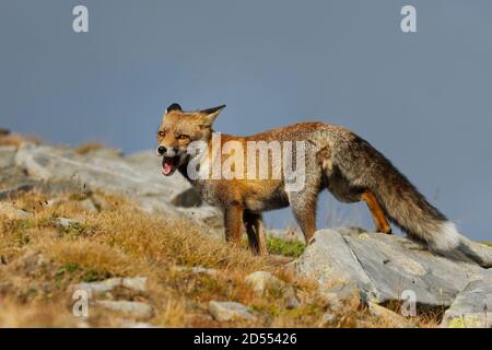 Red fox (Vulpes vulpes) captured in the high mountains in the evening. Beautiful animal and colors. Stock Photo