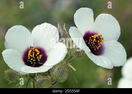 white hibiscus cannabinus Amethyst macro Stock Photo