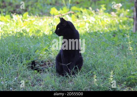 black cat sitting in home backyard Stock Photo
