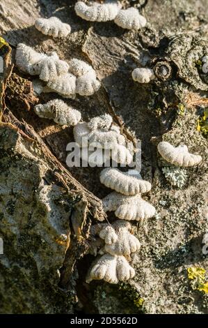 Common white mushrooms growing on tree trunk Stock Photo