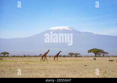 Beijing, China. 7th Mar, 2019. Photo taken on March 7, 2019 shows giraffes walking on a grassland backdropped by Mount Kilimanjaro at Amboseli national park in Kenya. Credit: Xie Han/Xinhua/Alamy Live News Stock Photo