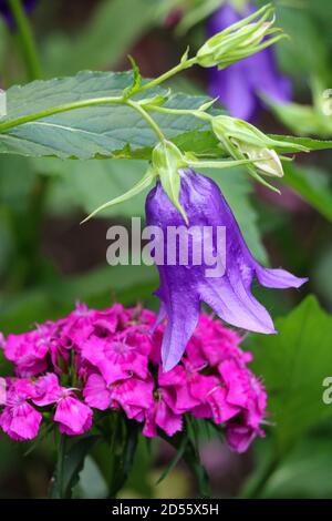 Campanula, macro of a pink and purple flower Stock Photo - Alamy