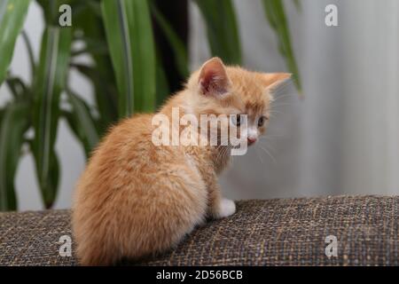 Closeup shot of a ginger kitten on the couch indoors Stock Photo