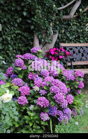 purple hydrangea macrophylla in summer garden Stock Photo