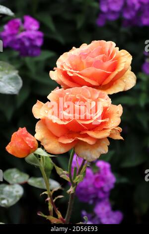 orange rose Tea Time in summer garden macro Stock Photo