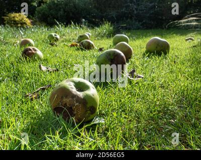 A ground level view of windfall apples lying on grass highlighted in the sunshine Stock Photo