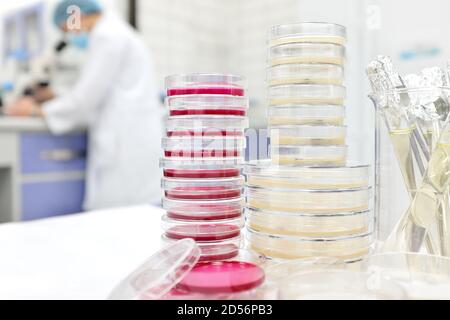 Selective focus of stack of petri dish with agar and a scientist microbiologist working on a microscope at the back. Disease and medical laboratory research. Stock Photo
