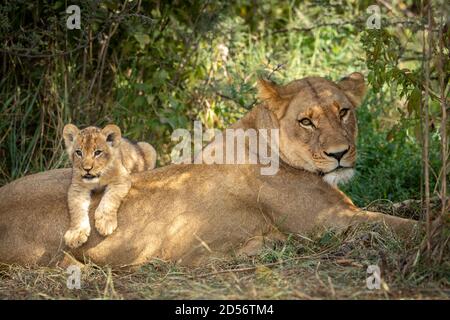 Lioness and her lion cub lying together in green bush in Savuti in Botswana Stock Photo