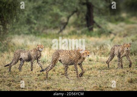Three cheetahs walking in the rain looking wet in Ndutu in Tanzania Stock Photo