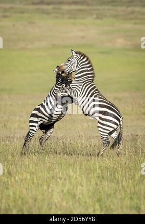 Two zebras standing on back legs biting each other in the morning sunlight in Masai Mara in Kenya Stock Photo