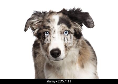 Funny Portrait of Border collie Puppy looking at camera on Isolated White Background Stock Photo