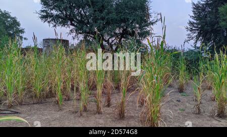 Close up view, of Millet or Sorghum farmland. Beautiful growing plant in fields. Stock Photo