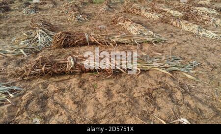 Bundle of sheaves of millet or sorghum crop in background green trees. Stock Photo