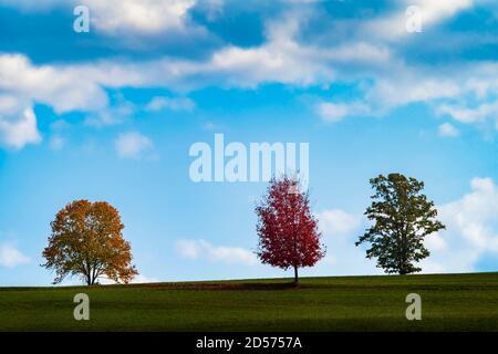 Three trees in a green meadow with a blue sky and Cumulus clouds, represent the turning of the summer season to autumn with the change of colors of th Stock Photo